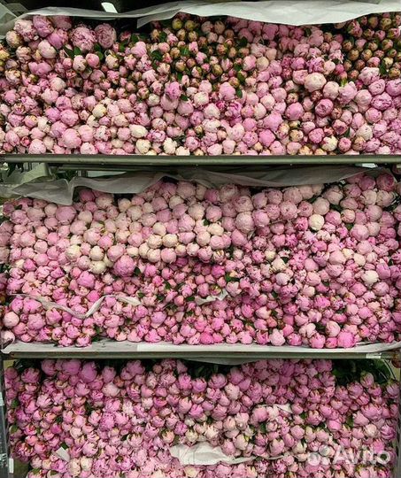 Букет из 101 пион