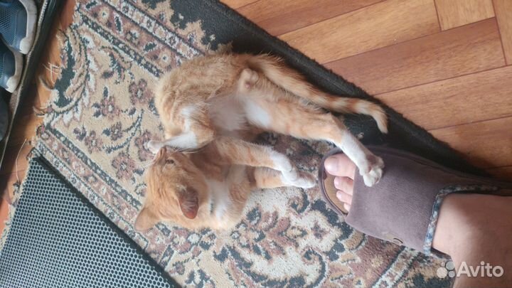 Кот зовут Васька в хорошие руки