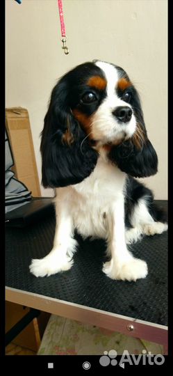 Стрижка собак грумер