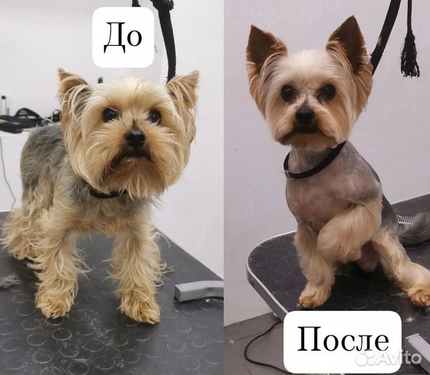 Груминг собак