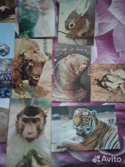 Открытки зоопарк