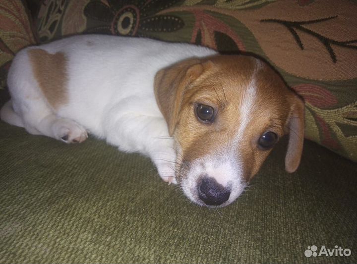 Джек рассел терьер