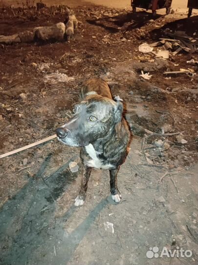 В очень добрые руки собака