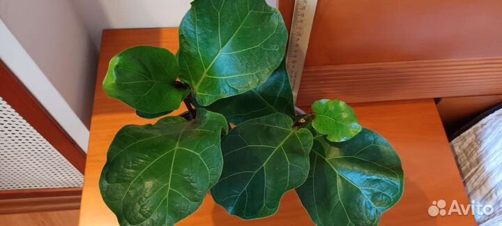 Фикус лировидный бамбини