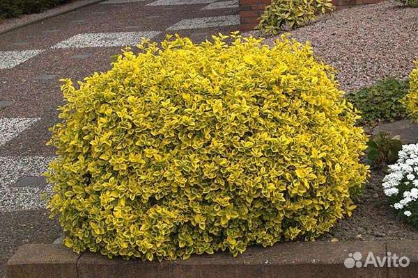 Бересклет форчуна.Бересклет Японский.Дёрен.Лаванда