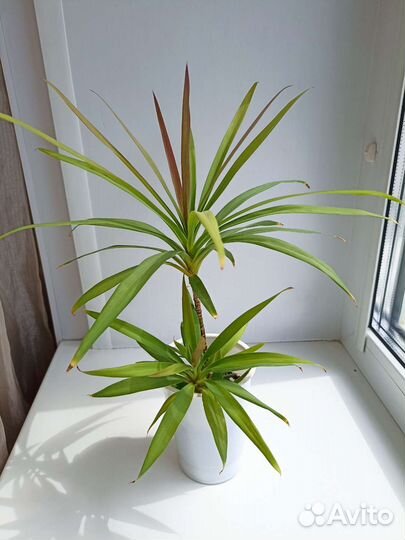 Пальма Кордилина