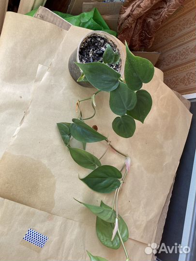 Лианы, сциндапсус, плющ