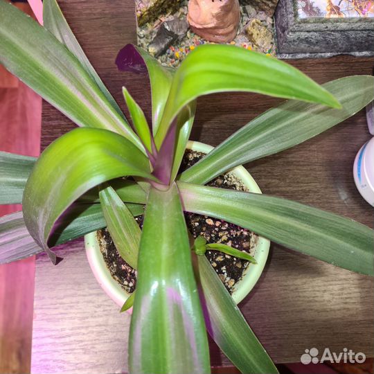 Комнатные растения