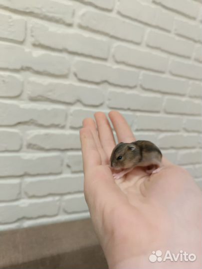 Джунгарский хомяк