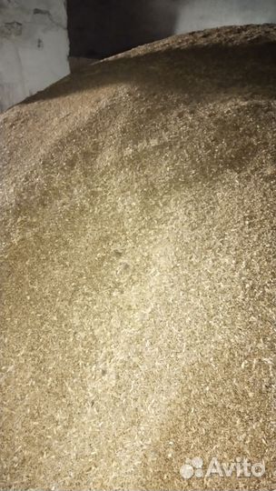 Пшеница твердая