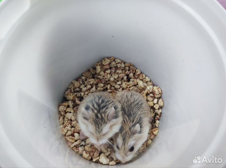 Хомяк Роборовского