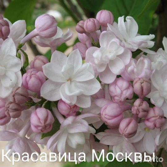 Сирень на штамбе