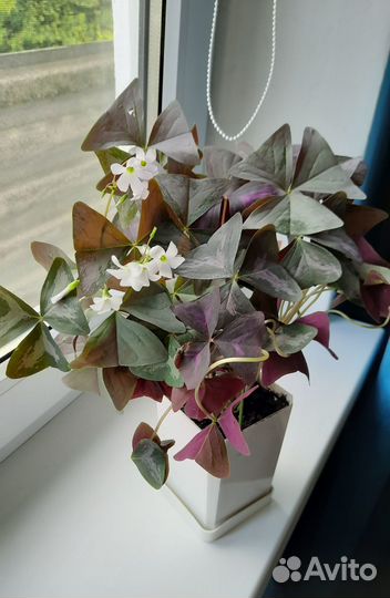 Оксалис (кислица) 4 сорта