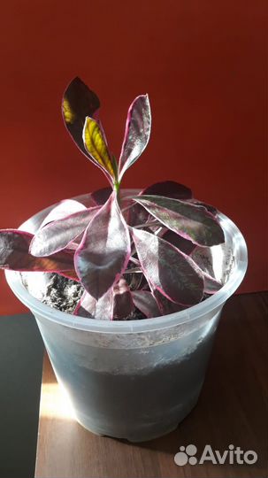 Синадениум