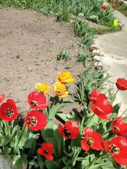 Дом 60 м² на участке 20 сот.