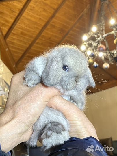 Декоративные карликовые кролики Минилопы