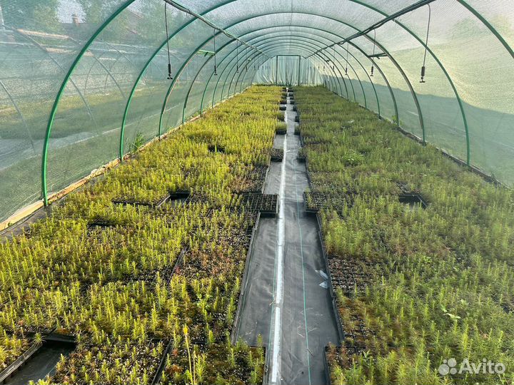 Саженцы сосны зкс опт