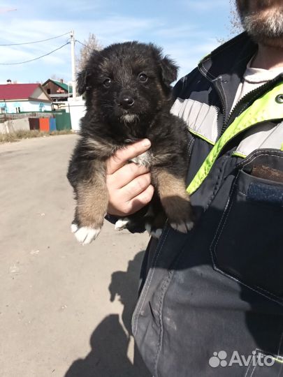 Щеночки в добрые руки