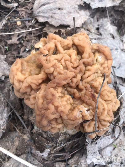 Грибы сморчки и строчки