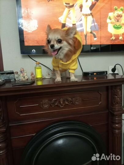 Кофточка, курточка для мелких собак