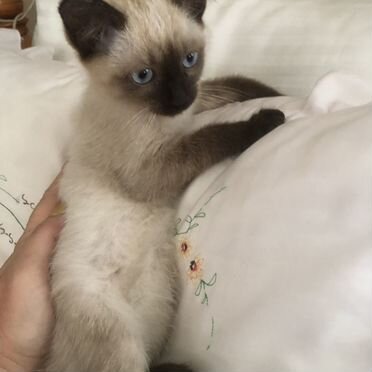 Сиамский котёнок