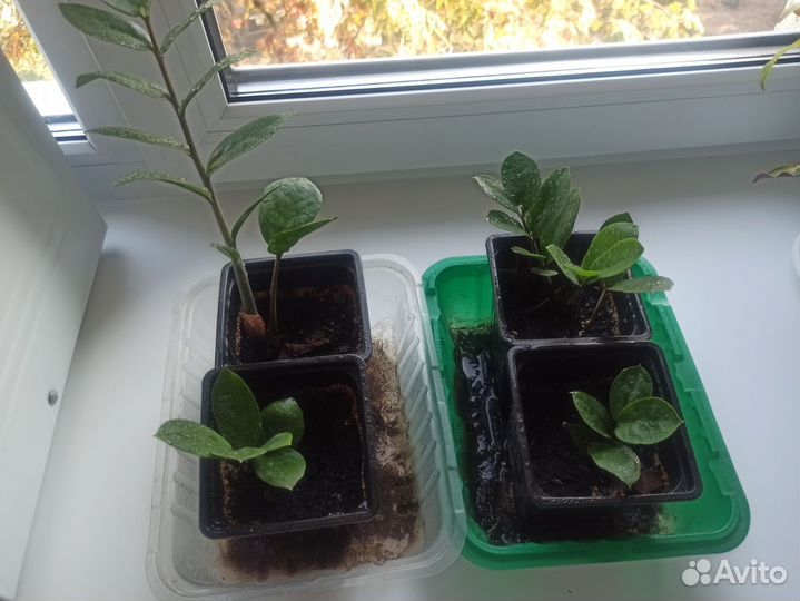 Замиокулькас продам отводок