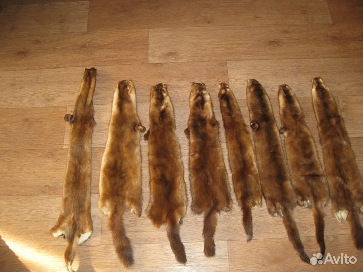 Шкуры норки