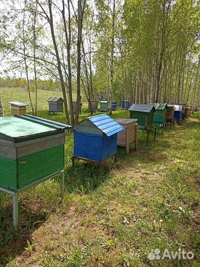 Мёд в банках урожай 2023года