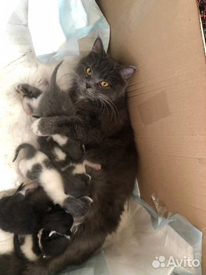 Котята 1,5 месяца