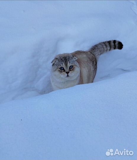 Шотландский кот на вязку