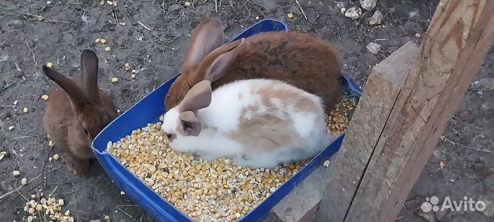Продам кролики