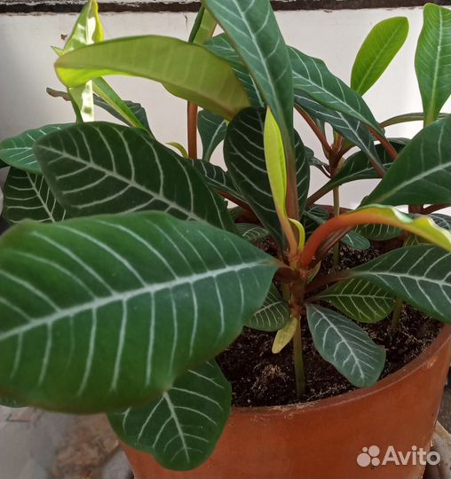 Молочай гребенчатый