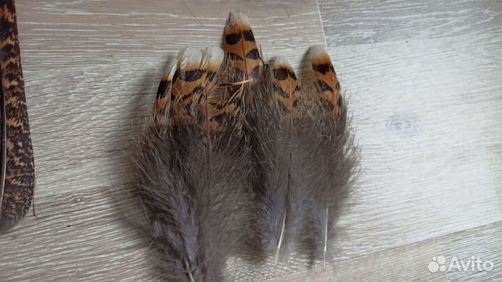 Перья разных птиц