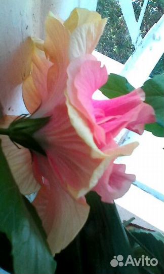 Роза китайская(гибискус) интересной расцветки