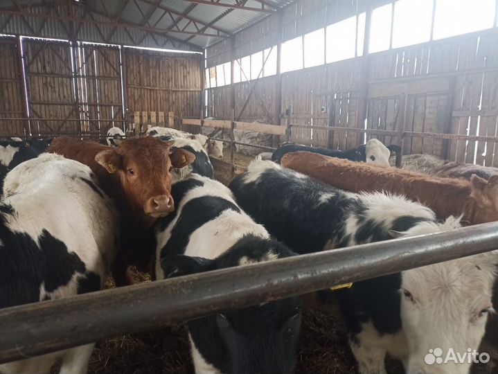 Телки супер мясной породы