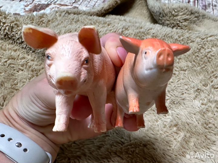 Свинья и хряк (свин)