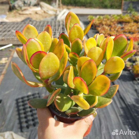 Крассула Hummels sunset денежное дерево