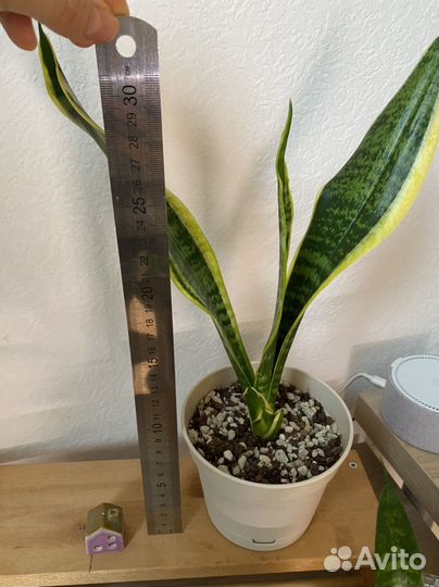 Сансевиерия щучий хвост