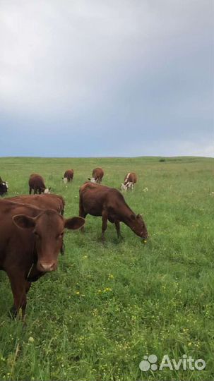 Коровы. телки