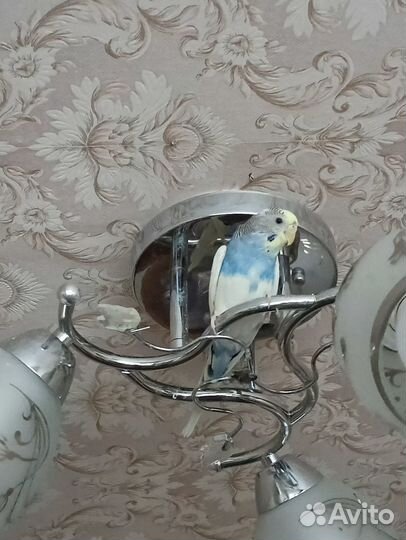 Волнистый попугай