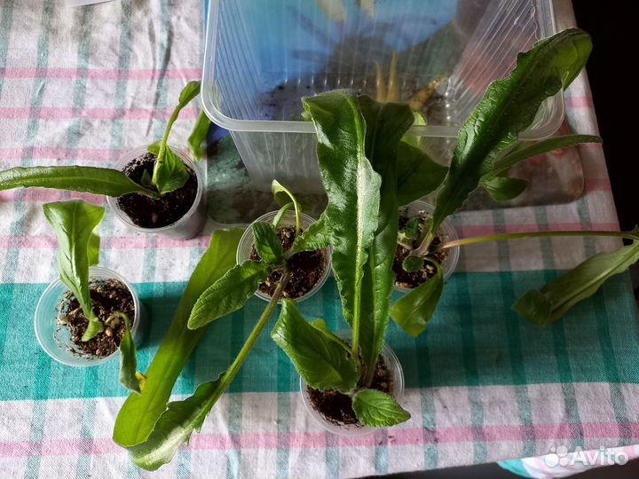 Стрептокарпус