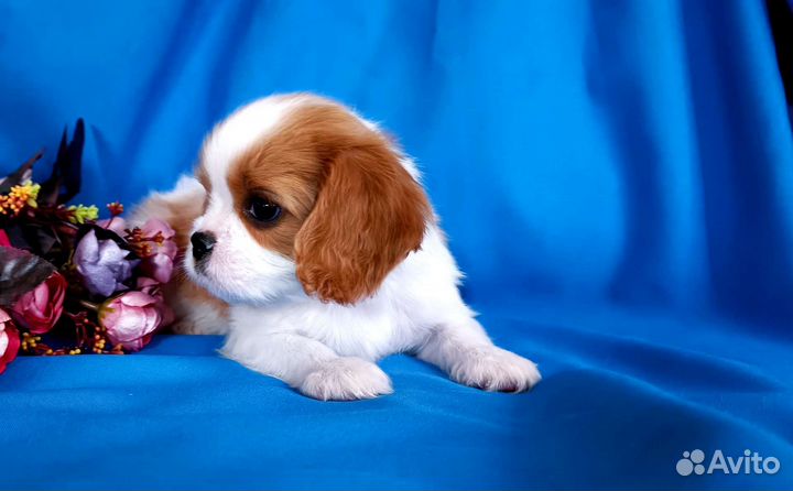 Кавалер Кинг Чарльз спаниель девочка