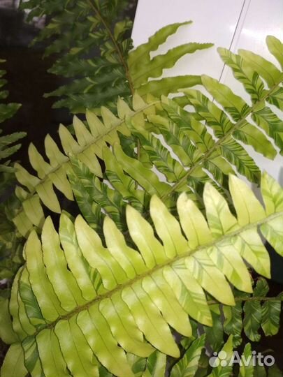 Папоротник нефролепис вариегатный Tiger