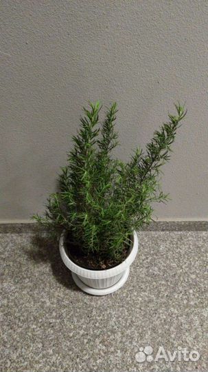 Розмарин саженцы