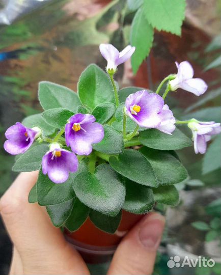 Фиалки мини, полумини, стандарт