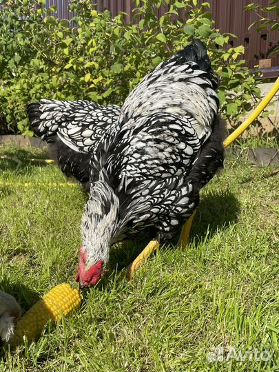 Петух виандот