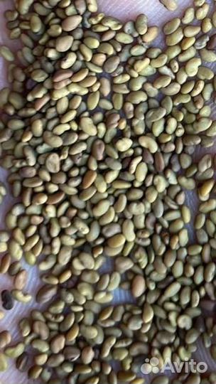 Семена суданки,люцерны,эспарцета