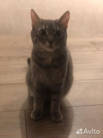 Котенок девочка