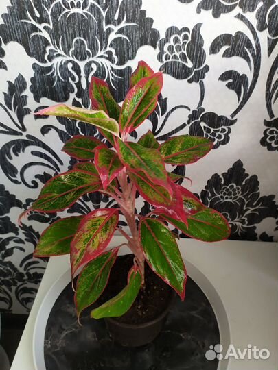 Аглаонема Крит