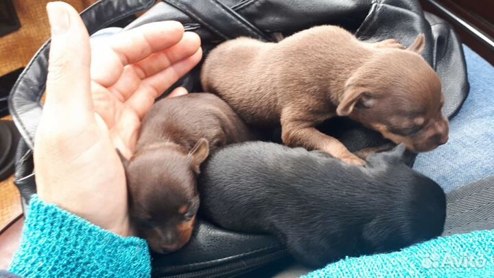 Минитойчики,остались 2дев